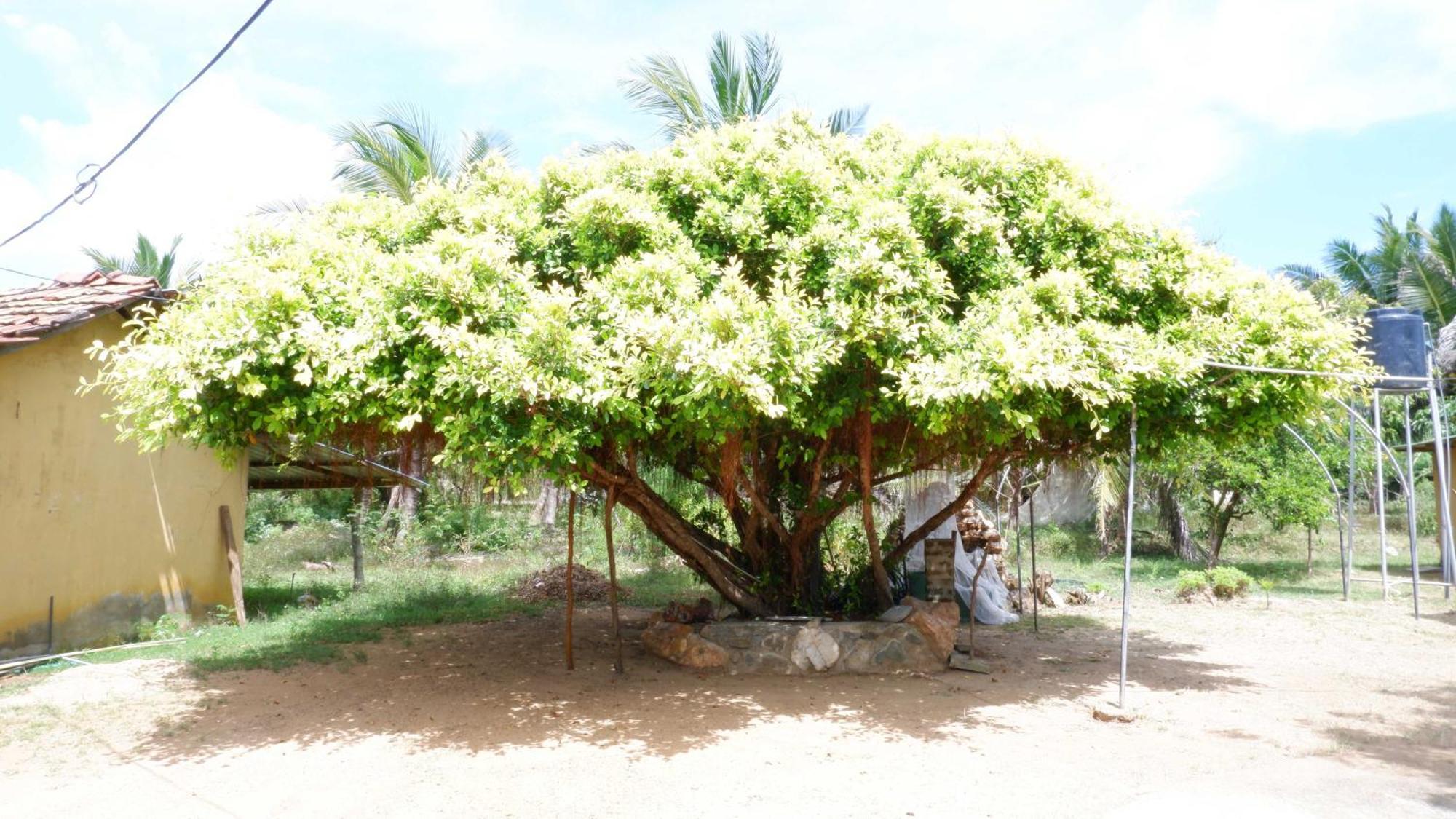 Attale Resort ทิซซามาฮารามา ภายนอก รูปภาพ